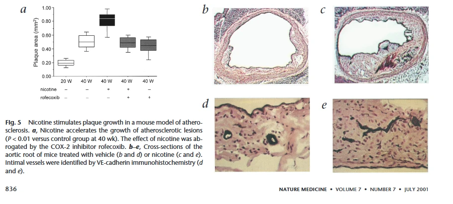Angiogenesis, Figure from Heeschen et al, 2001