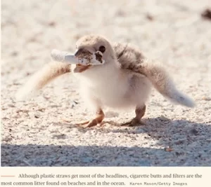 Cigarette filters harm, image of a bird, picking up a cigarette on a beach. 